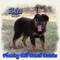 Zeke, a male Miniature Australian Shepherd for sale in Forestburg, TX – 1 of 5
