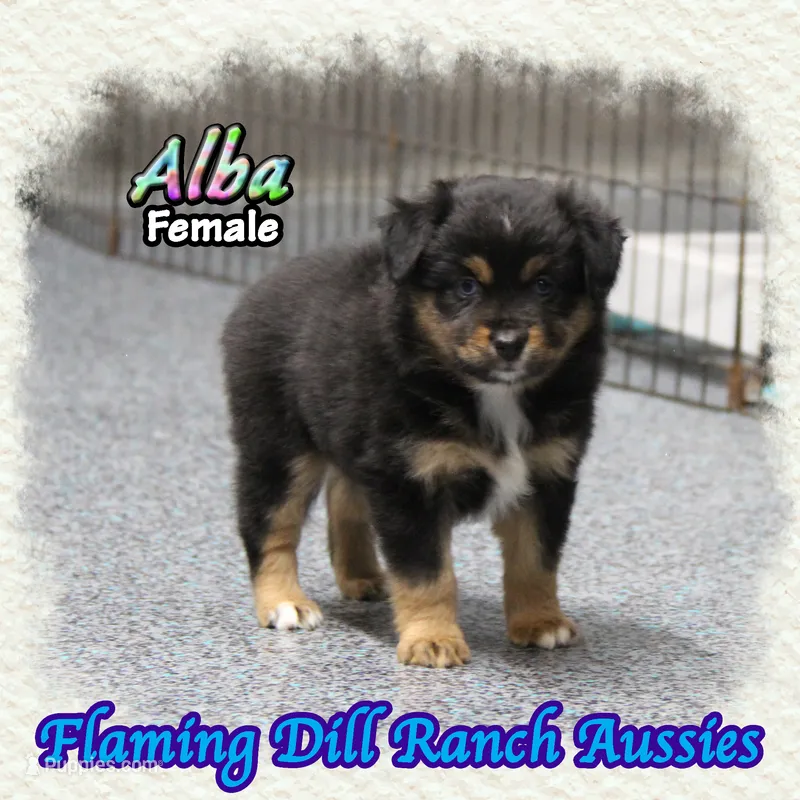 Alba – Miniature Australian Shepherd puppy for sale in Forestburg, TX