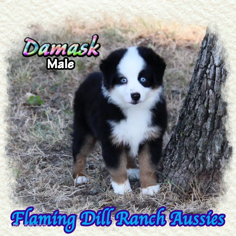Damask – Miniature Australian Shepherd puppy for sale in Forestburg, TX