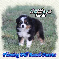 Cattleya, a female Toy Australian Shepherd for sale in Forestburg, TX – 4 of 5