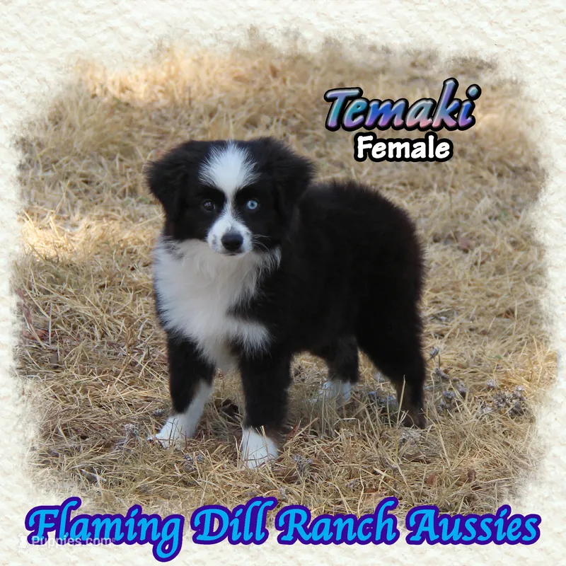 Temaki – Toy Australian Shepherd puppy for sale in Forestburg, TX