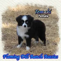 Temaki, a female Toy Australian Shepherd for sale in Forestburg, TX – 1 of 5