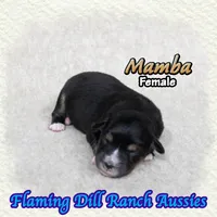 Mamba, a female Toy Australian Shepherd for sale in Forestburg, TX – 3 of 5