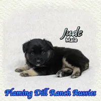 Jude, a male Miniature Australian Shepherd for sale in Forestburg, TX – 2 of 5