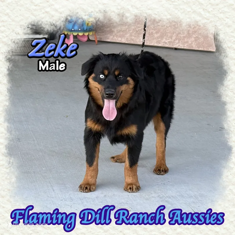 Zeke – Miniature Australian Shepherd puppy for sale in Forestburg, TX