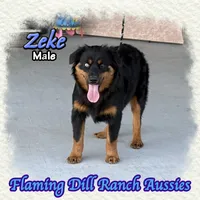 Zeke, a male Miniature Australian Shepherd for sale in Forestburg, TX – 1 of 5