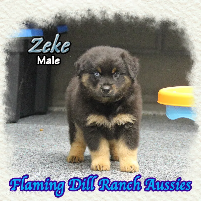 Zeke – Miniature Australian Shepherd puppy for sale in Forestburg, TX