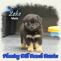 Zeke, a male Miniature Australian Shepherd for sale in Forestburg, TX – 1 of 5