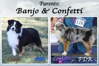 Tevis, a male Toy Australian Shepherd for sale in Forestburg, TX – Photo 5 of 5