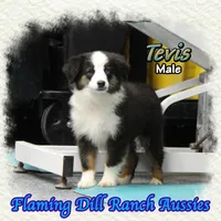 Tevis, a male Toy Australian Shepherd for sale in Forestburg, TX – Photo 2 of 5