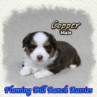 Copper, a male Toy Australian Shepherd for sale in Forestburg, TX – 4 of 5