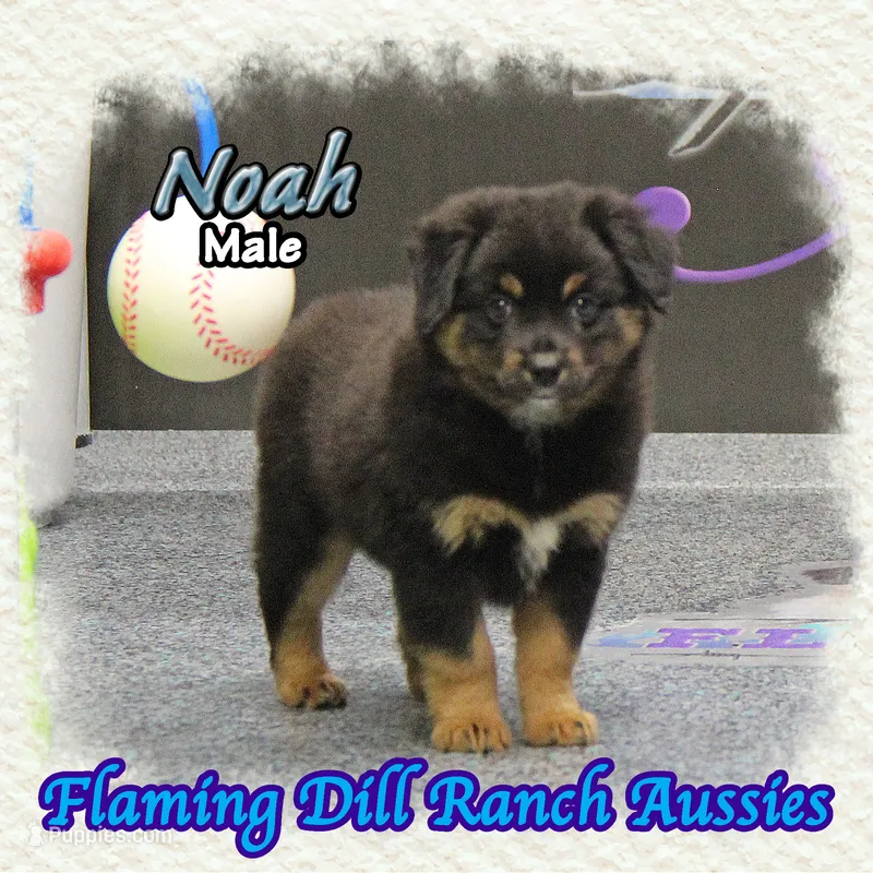 Noah – Miniature Australian Shepherd puppy for sale in Forestburg, TX