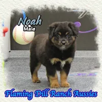 Noah, a male Miniature Australian Shepherd for sale in Forestburg, TX – 1 of 5