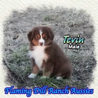 Tevin, a male Toy Australian Shepherd for sale in Forestburg, TX – Photo 3 of 5