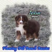 Tevin, a male Toy Australian Shepherd for sale in Forestburg, TX – Photo 2 of 5