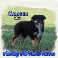Samson, a male Miniature Australian Shepherd for sale in Forestburg, TX – 2 of 5