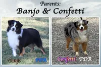Tevis, a male Miniature Australian Shepherd for sale in Forestburg, TX – 5 of 5