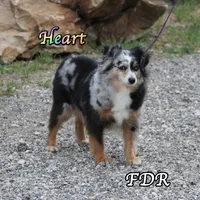 Heart, a female Toy Australian Shepherd for sale in Forestburg, TX – 1 of 6