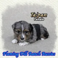 Taipan, a female Toy Australian Shepherd for sale in Forestburg, TX – 4 of 5