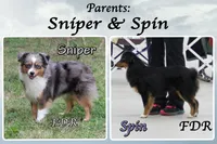 Krait, a female Toy Australian Shepherd for sale in Forestburg, TX – 5 of 5