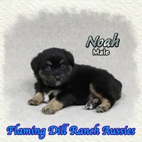 Noah, a male Miniature Australian Shepherd for sale in Forestburg, TX – 4 of 5