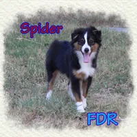 Spider, a male Toy Australian Shepherd for sale in Forestburg, TX – 2 of 5