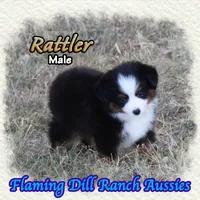 Rattler, a male Toy Australian Shepherd for sale in Forestburg, TX – 1 of 5