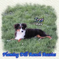 Trek, a male Toy Australian Shepherd for sale in Forestburg, TX – Photo 4 of 5