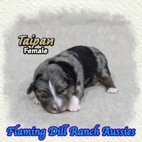 Taipan, a female Toy Australian Shepherd for sale in Forestburg, TX – 4 of 5