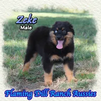 Zeke, a male Miniature Australian Shepherd for sale in Forestburg, TX – 1 of 5