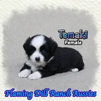 Temaki, a female Toy Australian Shepherd for sale in Forestburg, TX – 4 of 5