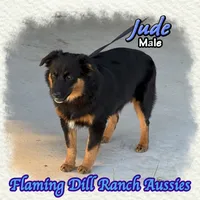Jude, a male Miniature Australian Shepherd for sale in Forestburg, TX – 4 of 5