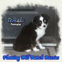 Temaki, a female Toy Australian Shepherd for sale in Forestburg, TX – 3 of 5