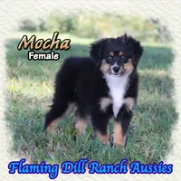 Mocha, a female Toy Australian Shepherd for sale in Forestburg, TX – 1 of 5