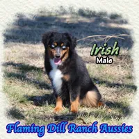Irish, a male Miniature Australian Shepherd for sale in Forestburg, TX – Photo 3 of 5