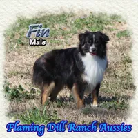 Fin, a male Toy Australian Shepherd for sale in Forestburg, TX – Photo 1 of 5