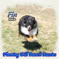 Fin, a male Toy Australian Shepherd for sale in Forestburg, TX – Photo 4 of 5