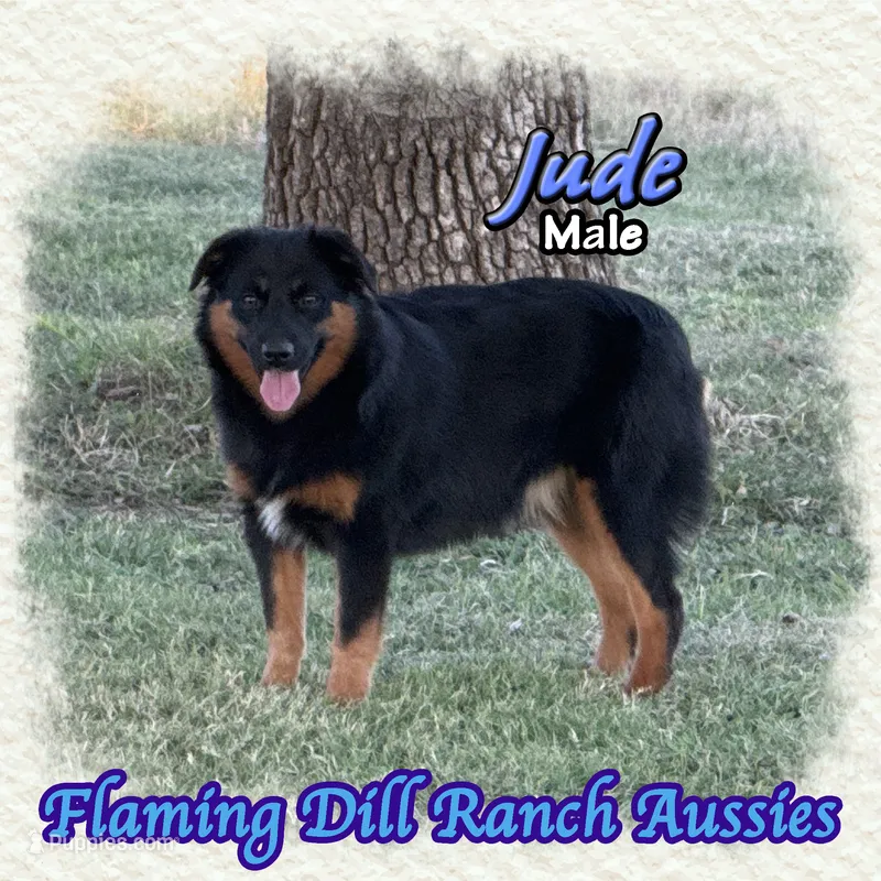 Jude – Miniature Australian Shepherd puppy for sale in Forestburg, TX