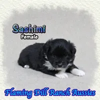Sashimi, a female Toy Australian Shepherd for sale in Forestburg, TX – 3 of 5