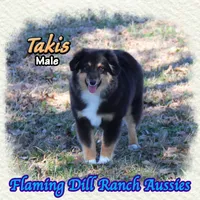 Takis, a male Toy Australian Shepherd for sale in Forestburg, TX – Photo 4 of 5