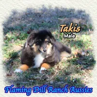 Takis, a male Toy Australian Shepherd for sale in Forestburg, TX – Photo 3 of 5