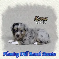 Kona, a female Toy Australian Shepherd for sale in Forestburg, TX – 4 of 5