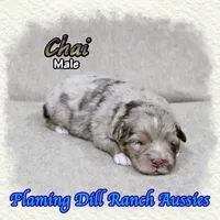 Chai, a male Toy Australian Shepherd for sale in Forestburg, TX – Photo 3 of 5