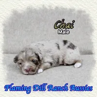 Chai, a male Toy Australian Shepherd for sale in Forestburg, TX – Photo 2 of 5