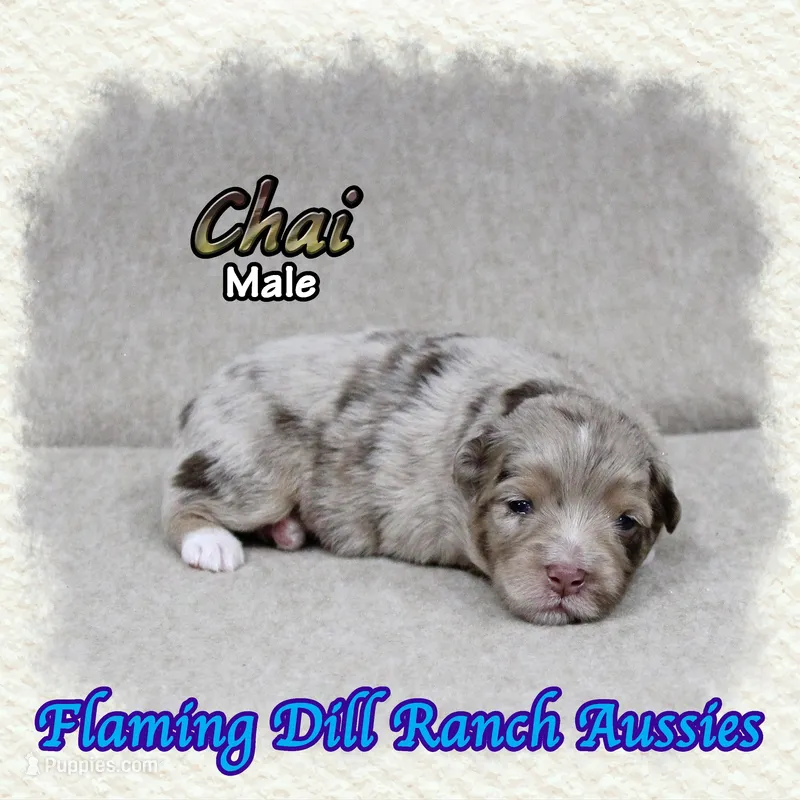 Chai – Toy Australian Shepherd puppy for sale in Forestburg, TX