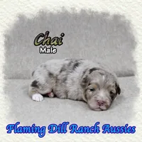 Chai, a male Toy Australian Shepherd for sale in Forestburg, TX – Photo 1 of 5
