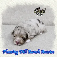 Chai, a male Toy Australian Shepherd for sale in Forestburg, TX – Photo 4 of 5