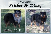 Zeke, a male Miniature Australian Shepherd for sale in Forestburg, TX – 5 of 5