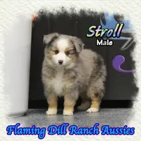 Stroll, a male Toy Australian Shepherd for sale in Forestburg, TX – Photo 1 of 5
