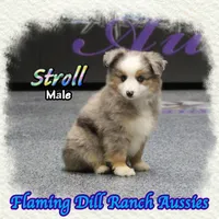 Stroll, a male Toy Australian Shepherd for sale in Forestburg, TX – Photo 3 of 5